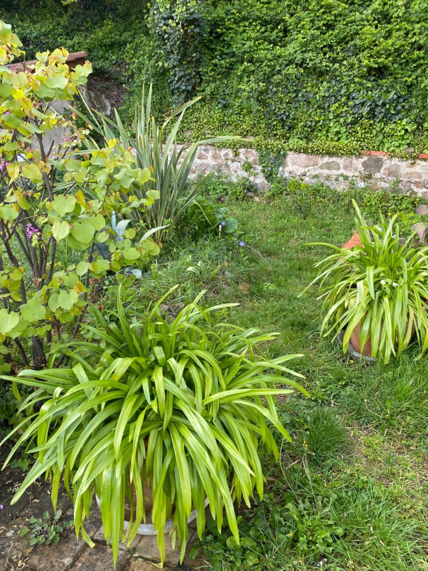 Les Agapanthes Vaux-en-Beaujolais Exterior foto