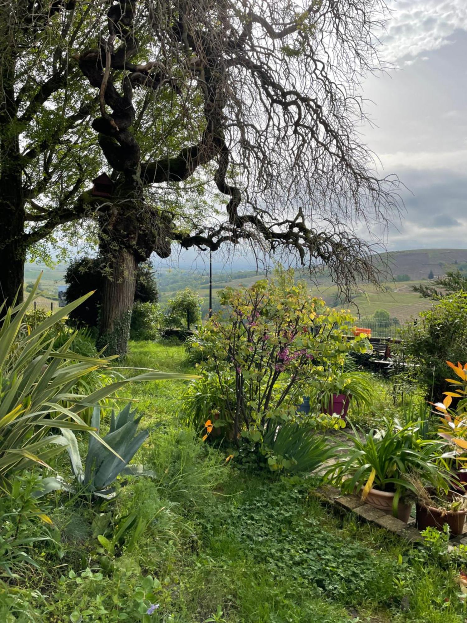 Les Agapanthes Vaux-en-Beaujolais Exterior foto